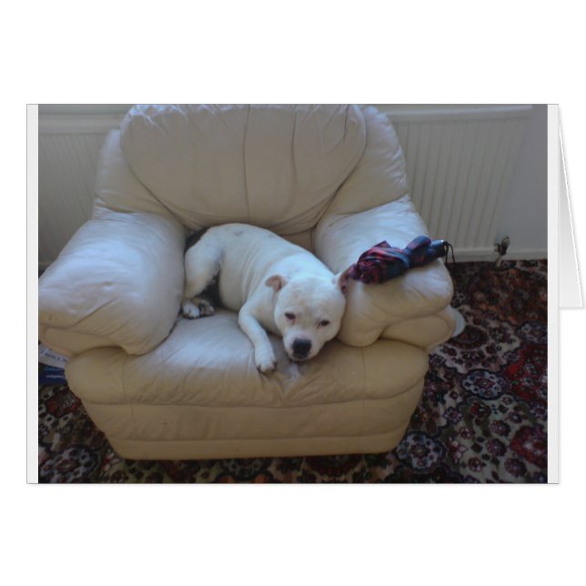 かわいいstaffie (正面横)