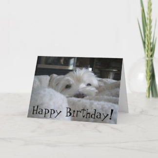 かわいいWestieは写真の挨拶状に直面します カード
