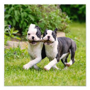 かわいおもしろいいボストン·テリアー犬の子犬遊たち- フォトプリント           