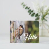 かわいおもしろいい鳥のハロー写真はがき ポストカード (スタンド正面)