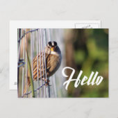 かわいおもしろいい鳥のハロー写真はがき ポストカード (正面/裏面)