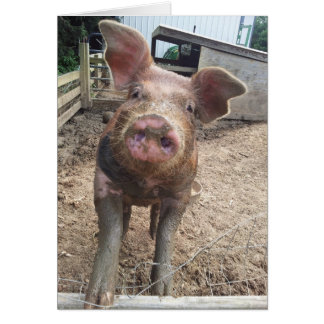 かわいくおもしろいな泥のブタカード