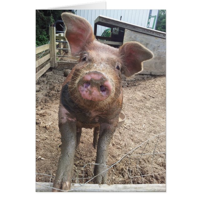 かわいくおもしろいな泥のブタカード (正面)