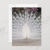 かわいくかわいらしく白い孔雀のダンスパーティー インビテーションポストカード (正面/裏面)