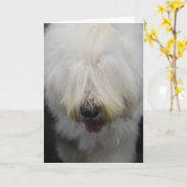 かわいく古い英国の牧羊犬の挨拶状 カード (黄色い花)