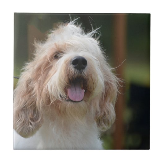 かわいく壮大なバセット犬 タイル (正面)