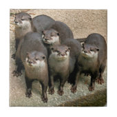 かわいく好奇心が強い川カワウソの野性生物の写真撮影 タイル (正面)