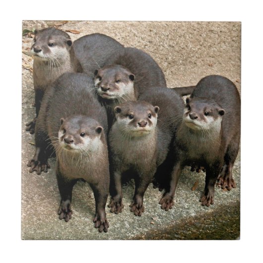 かわいく好奇心が強い川カワウソの野性生物の写真撮影 タイル (正面)