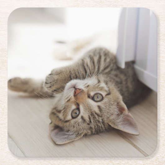 かわいく小さい子ネコ スクエアペーパーコースター (正面)