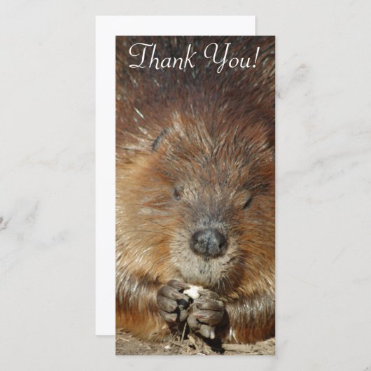 かわいく小さい足からのブラウンのビーバーの少量の食糧 サンキューカード (正面/裏面)
