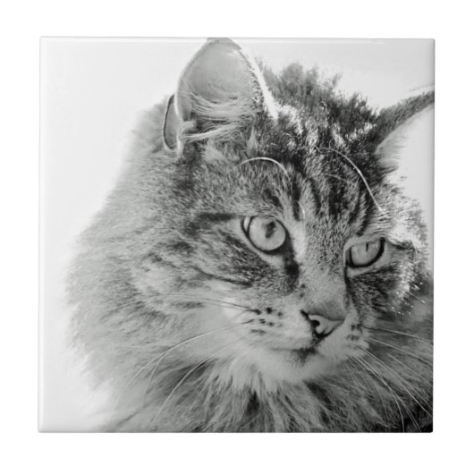 かわいく柔らかい猫の顔 タイル (正面)