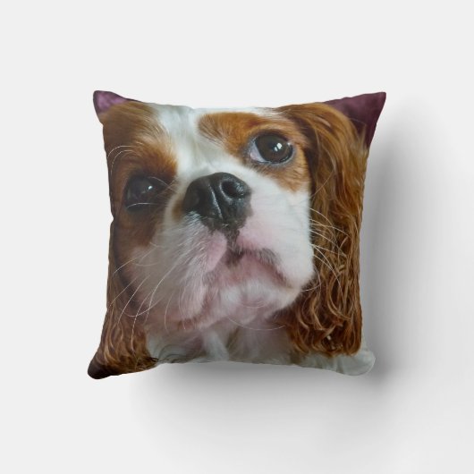 かわいく無頓着なチャールズ王スパニエル犬のクッションの枕 クッション (裏面)