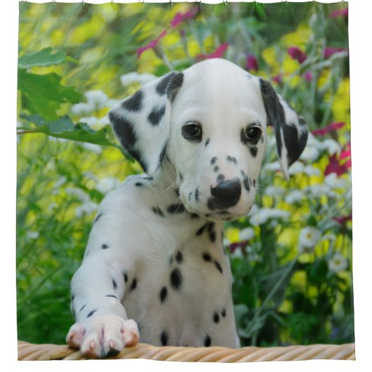 かわいく若いDalmatian犬の子犬、たらい シャワーカーテン (正面)