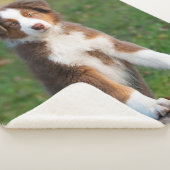 かわいく赤い三オーストラリアの羊飼い犬の子犬の写真。 シェルパブランケット (3/4)