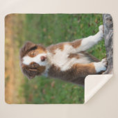 かわいく赤い三オーストラリアの羊飼い犬の子犬の写真。 シェルパブランケット (正面(横))