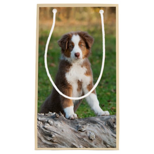 かわいく赤い三オーストラリアの羊飼い犬の子犬の写真- スモールペーパーバッグ (正面)