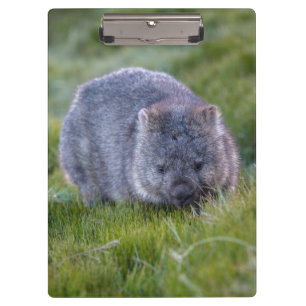 かわいく、愛らしいWombatタスマニアオーストラリア クリップボード