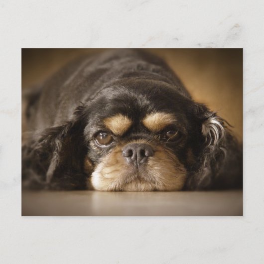 かわいこちゃんキャブ! ポストカード (正面)