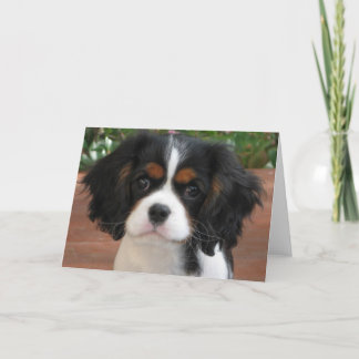 かわいこちゃんパイ カード