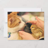 かわいこちゃん カード (正面)