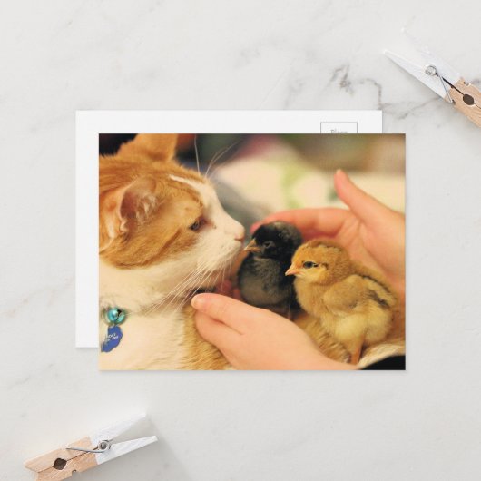 かわいこちゃん カード (正面/裏面インサイチュ)