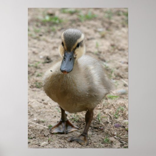 「かわいこちゃん」 ポスター (正面)
