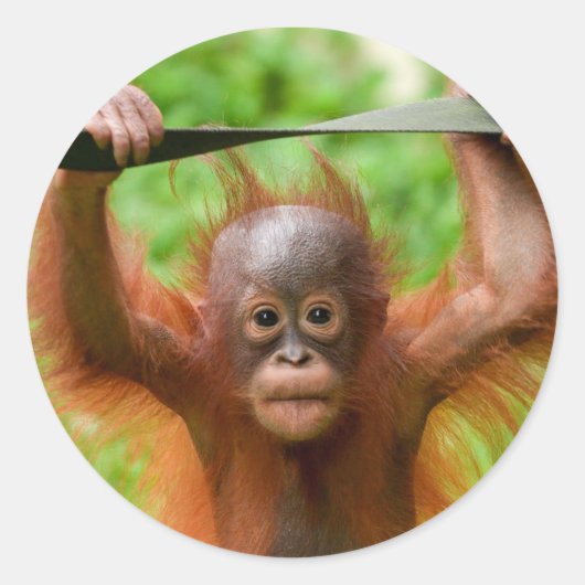 かわいすぎるオランウータンの赤ちゃん ラウンドシール (正面)