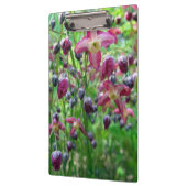 かわいらしいイカリソウ(妖精の翼)の花の春の写真 クリップボード (左)