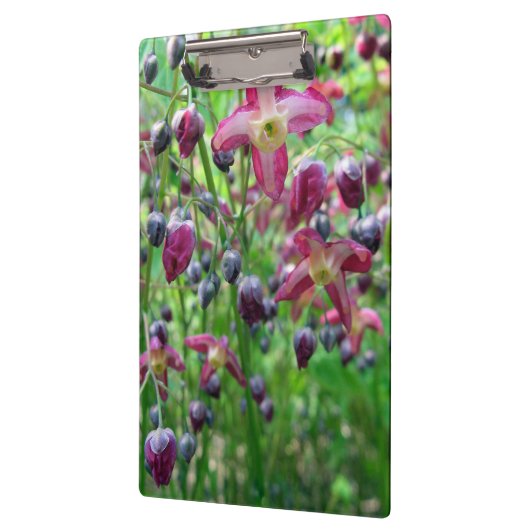 かわいらしいイカリソウ(妖精の翼)の花の春の写真 クリップボード (左)