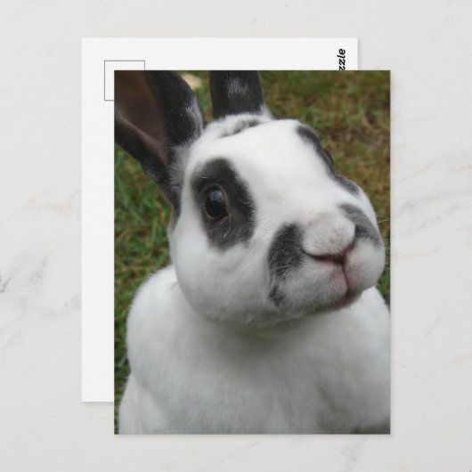 かわいらしいウサギの葉書 ポストカード (正面/裏面)