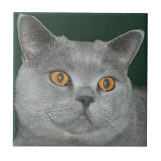 かわいらしいオレンジによって注目される子猫のタイル タイル