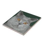 かわいらしいオレンジによって注目される子猫のタイル タイル (側面)