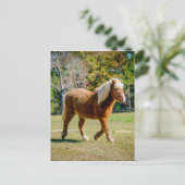 かわいらしいシェトランド諸島子馬 ポストカード (スタンド正面)