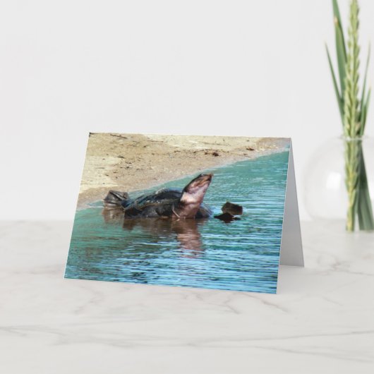 かわいらしいソフトシェルカメ カード (正面)