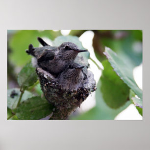 かわいらしいハチドリの写真 ポスター