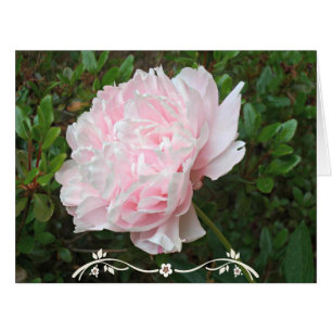 かわいらしいピンクのシャクヤクの花の緑の葉