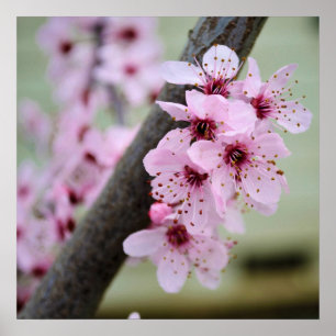 かわいらしいピンクの桜の花 ポスター