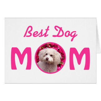 かわいらしいプードル