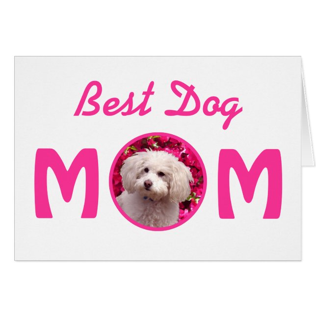 かわいらしいプードル (正面横)