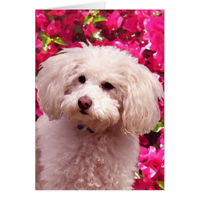 かわいらしいプードル (正面)