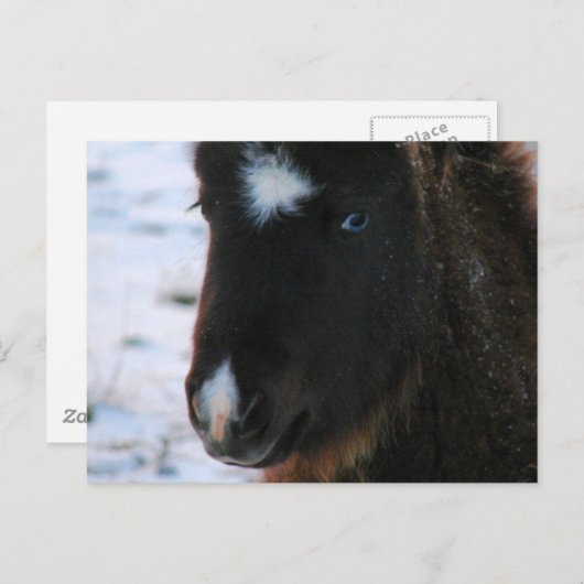 かわいらしいミニホース ポストカード (正面/裏面)