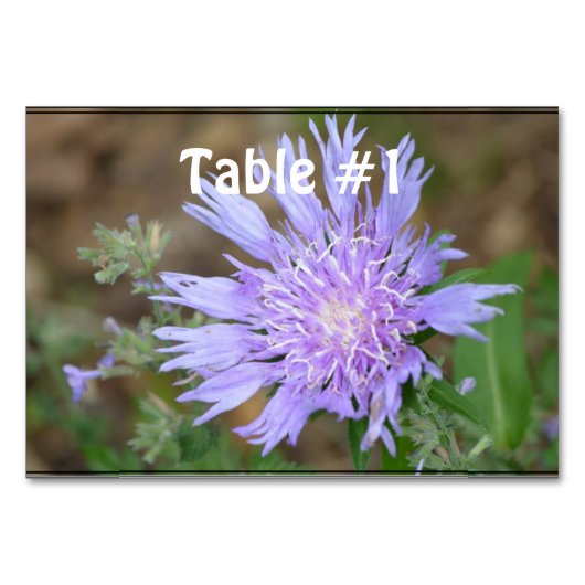 かわいらしいラベンダーScabiosa テーブルナンバー (正面)