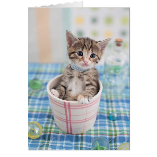 かわいらしいリボンを持つMunchkinの子ネコ (正面)