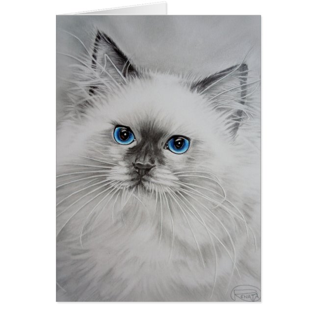 かわいらしい子猫 (正面)