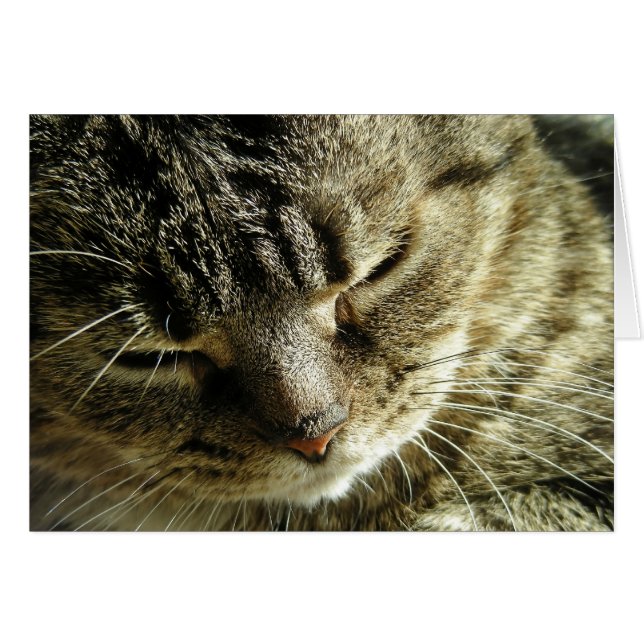 かわいらしい子猫 (正面横)