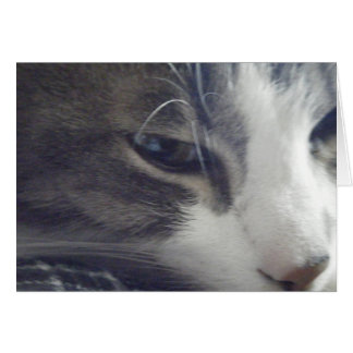 かわいらしい子猫