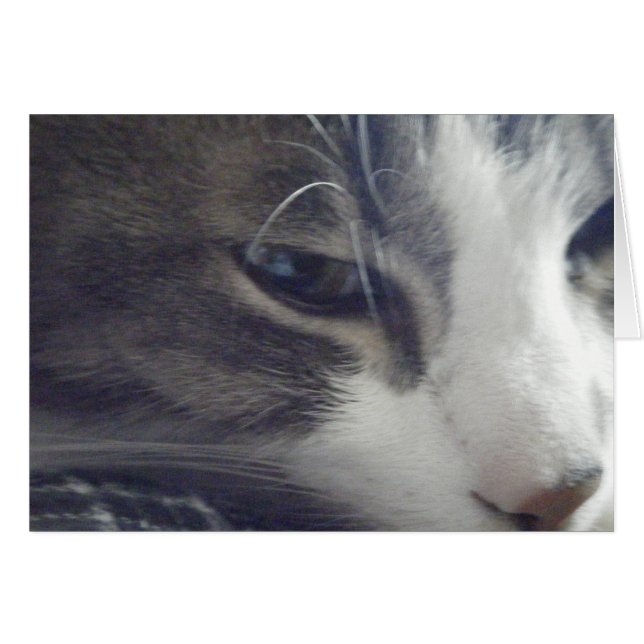 かわいらしい子猫 (正面横)