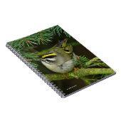 かわいらしい小さなキングレット、もみの中でかき混ぜる ノートブック (右側)