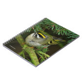 かわいらしい小さなキングレット、もみの中でかき混ぜる ノートブック (左側)