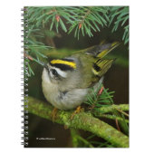 かわいらしい小さなキングレット、もみの中でかき混ぜる ノートブック (正面)